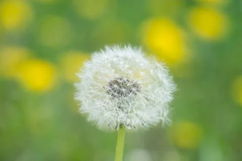 Dandelion Stock Photos