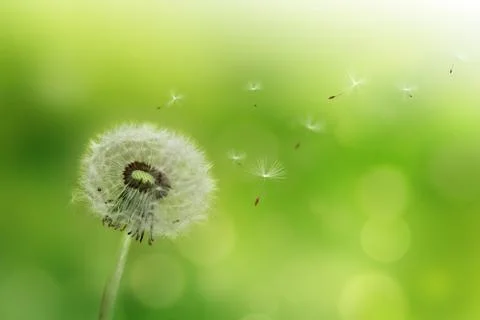 Dandelion Stock Photos