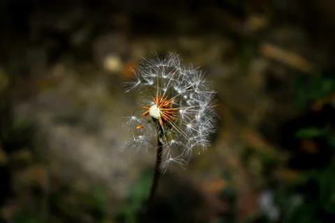 Dandelion Stockfoto's