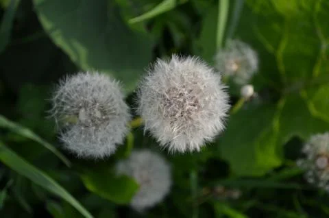Dandelion Stockfoto's