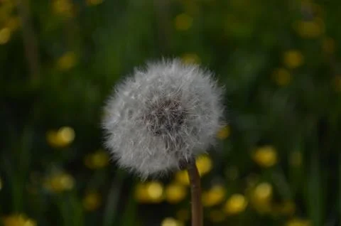 Dandelion Stockfoto's