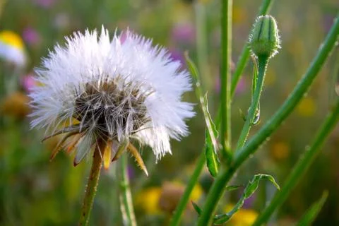 Dandelion Stock Photos