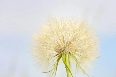 Dandelion Stock Photos