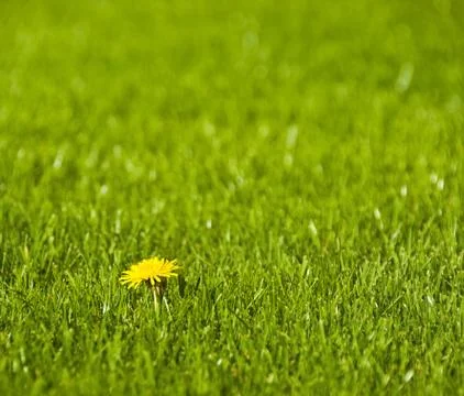A dandelion Stock Photos