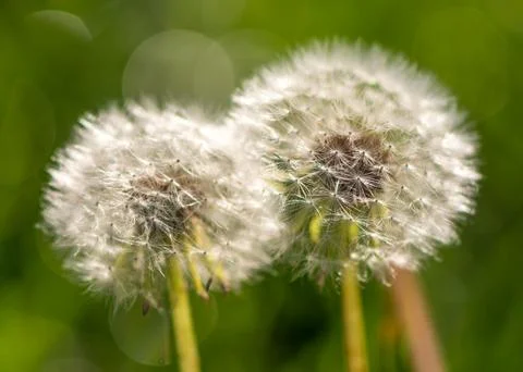 Dandelion Stock Photos