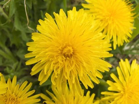 Dandelion Stock Photos
