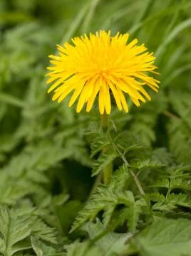 Dandelion Stock Photos