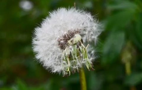 Dandelion Stockfoto's