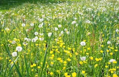 Dandelion Stock Photos