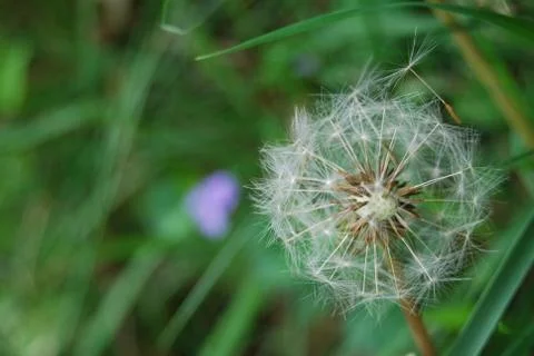 Dandelion Stock Photos