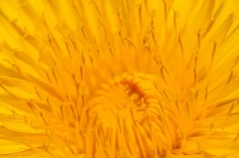 Dandelion Stock Photos