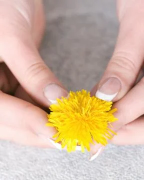 Dandelion Foto stock