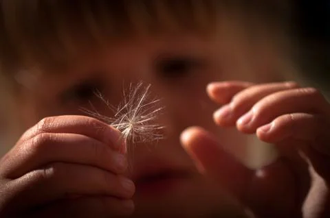 Dandelion Fotos de archivo