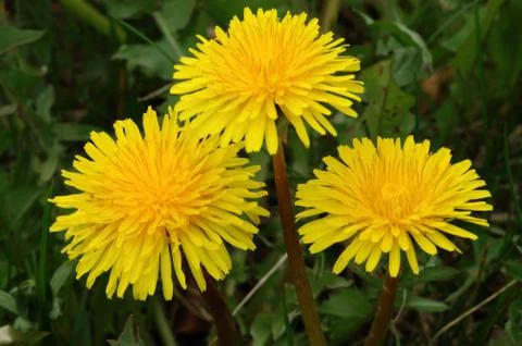 Dandelion Stock Photos