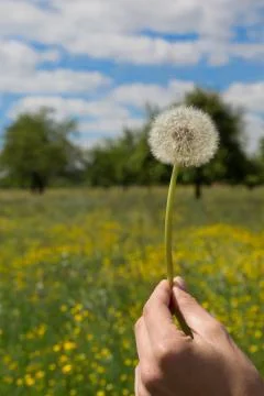 Dandelion Stock Photos