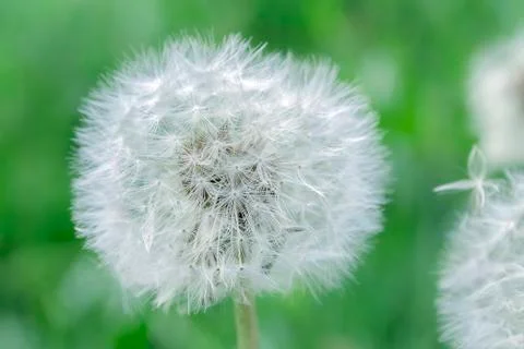 Dandelion Stock Photos