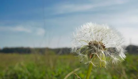 Dandelion Stock Photos