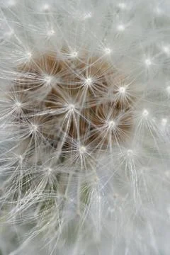 Dandelion Stock-Fotos