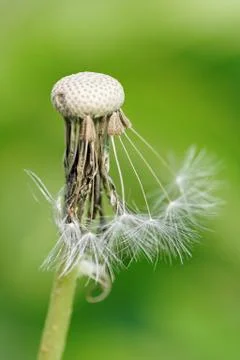 Dandelion Stock Photos