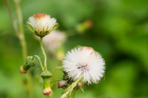 Dandelion Stock Photos