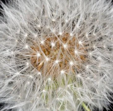 Dandelion Stock Photos