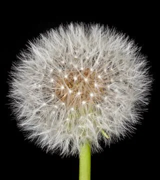 Dandelion Stock Photos