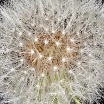 Dandelion Stock Photos