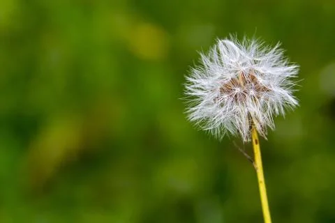 Dandelion Stock Photos