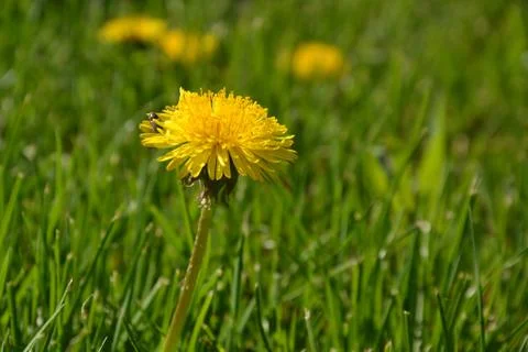 Dandelion Stock Photos