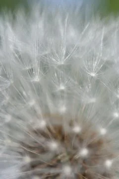 Dandelion Foto stock