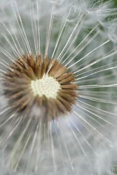 Dandelion Foto stock