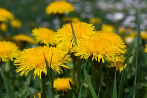 Dandelion Stock Photos