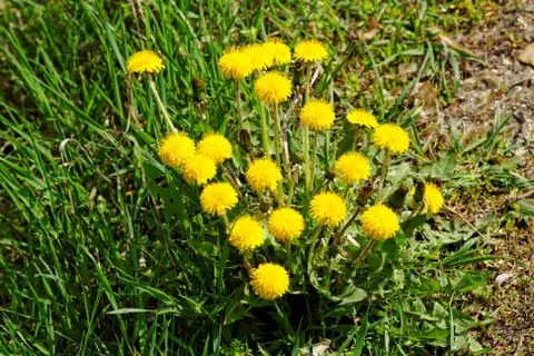 Dandelion Stock Photos