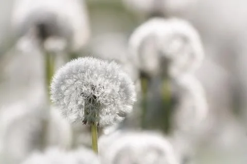 Dandelion Stock Photos