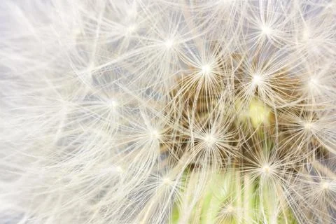 Dandelion Stock Photos