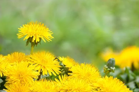 Dandelion Stock Photos