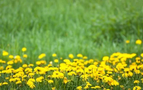 Dandelion Stock Photos