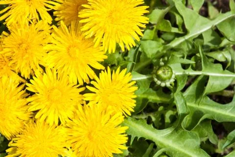 Dandelion Stock Photos