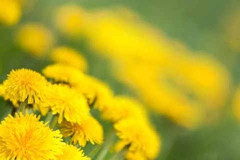 Dandelion Stock Photos