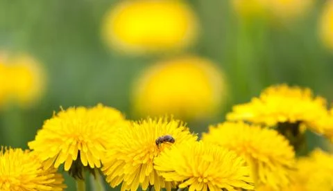 Dandelion Stock Photos