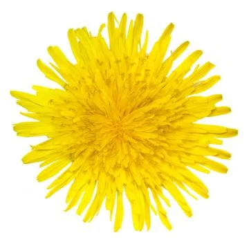 Dandelion Stock Photos