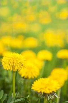 Dandelion Stock Photos