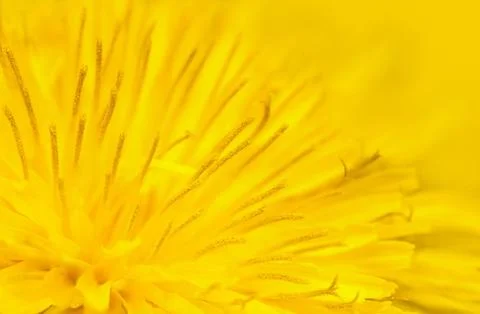 Dandelion Stock Photos