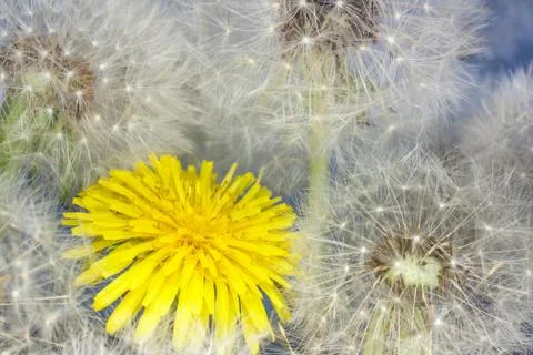Dandelion Stock Photos