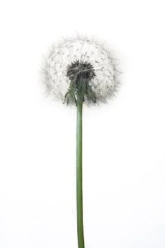 Dandelion Foto stock