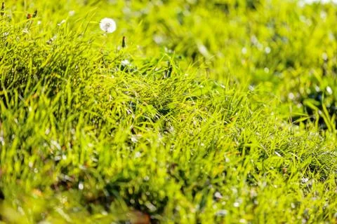 Dandelion Stock Photos