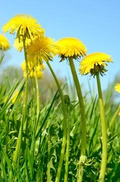 Dandelion Stock Photos