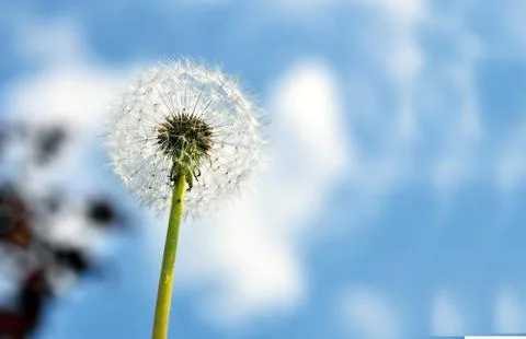 Dandelion 写真素材