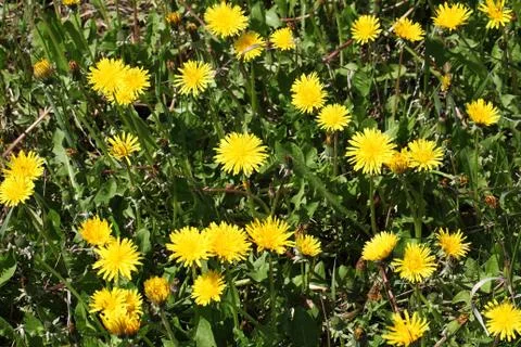 Dandelion Stock-Fotos