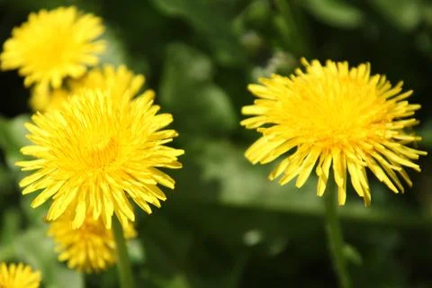 Dandelion Stock Photos